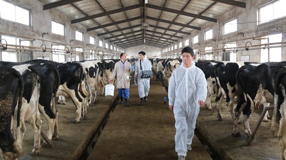 獸用B超,動物B超機,牛用B超機