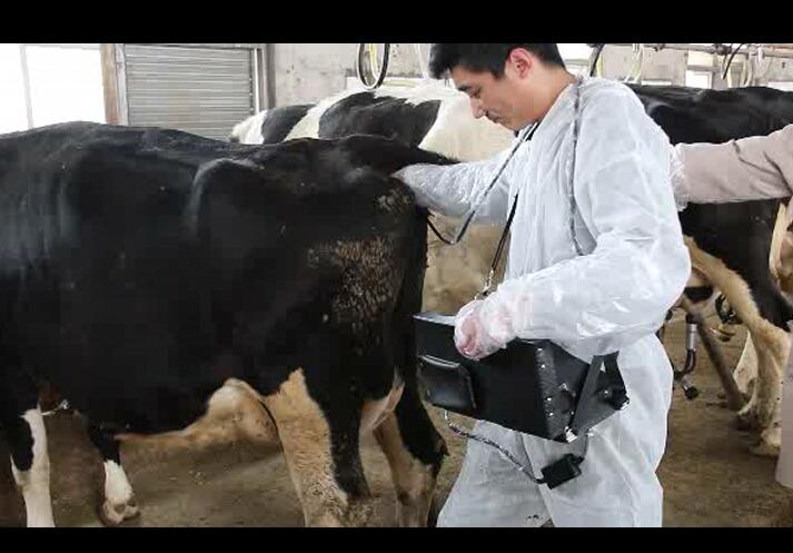 牛用B超機(jī),B超機(jī),牛用B超,養(yǎng)牛場用B超機(jī),牛用B超機(jī)在養(yǎng)牛場的應(yīng)用