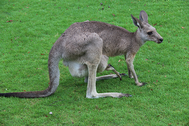 上海野生動物園袋鼠 大為B超機廠家