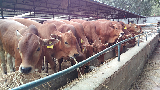 怎樣購(gòu)買一臺(tái)性能好的獸用B超呢?